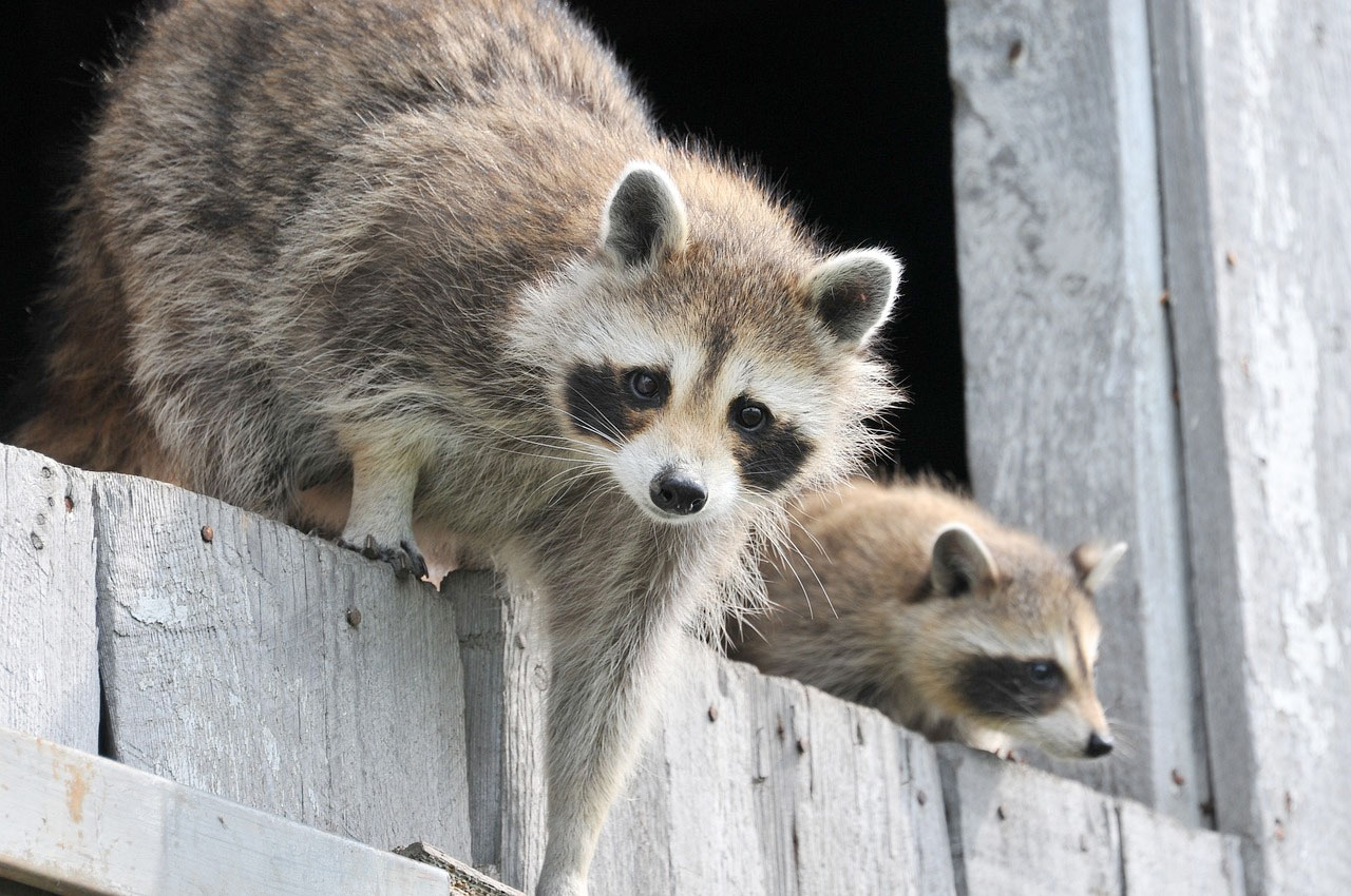 Raccoons
