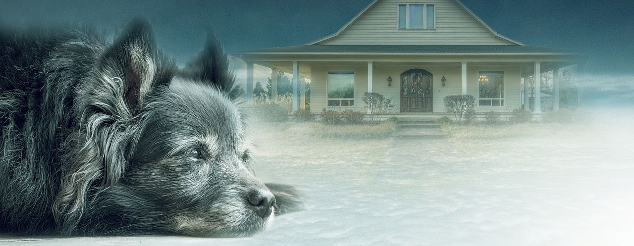 Dog in front of house