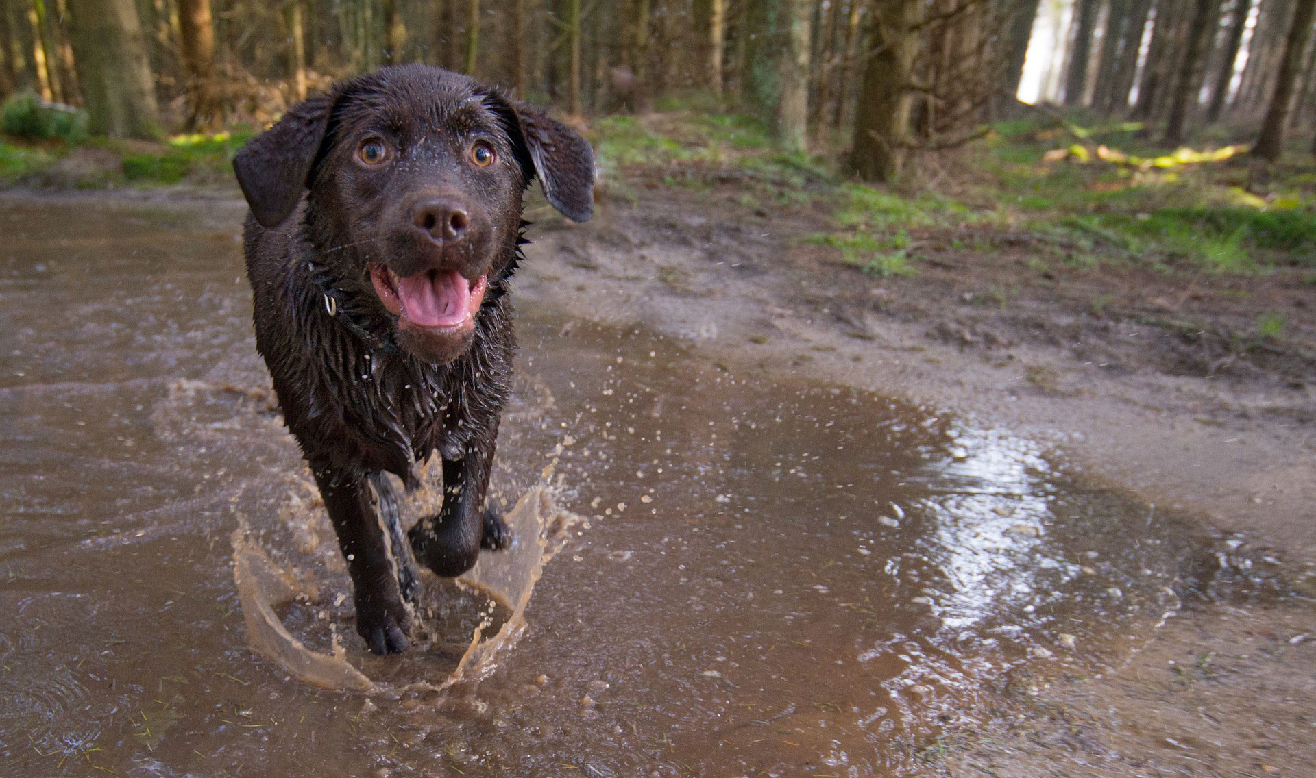 Dog splashing in puddle