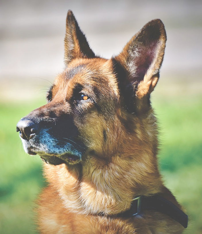 German Shepherd Guard Dog